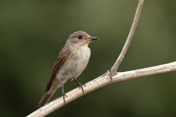 Spotted flycatcher sitting on a branch