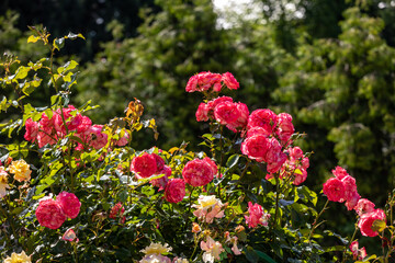 Red Roses on the Branch in the Garden
