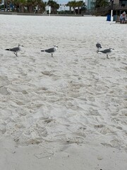 Seagulls on the sand