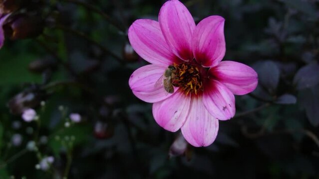 A bee pollinating a flower of a Dahlia Happy Single Juliet (also known als Dahlia HS Juliet)