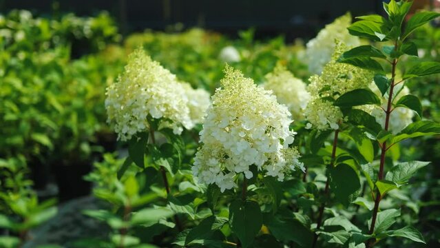 blooming hydrangea in a plant shop