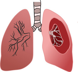 Human lung anatomy 