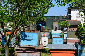Fototapeta na wymiar Garden beekeeping apiary. Beehive wooden frame honey farming.
