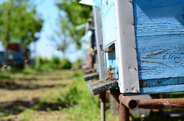 Garden beekeeping apiary. Beehive wooden frame honey farming.