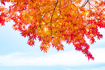 【長野県】蓼科湖の紅葉
