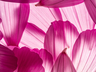 flower petal texture close up
