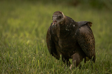 Juvenile Turkey Vulture scavenging in a field 