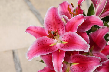 Red lily in the summer garden. Close-up of lily flowers.