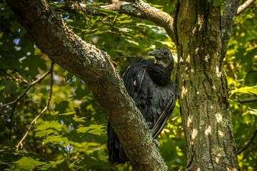 Black Vulture in a Tree