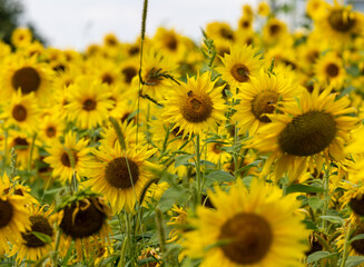 Yellow Sunflowers growing in a field. Natural sunflower background.