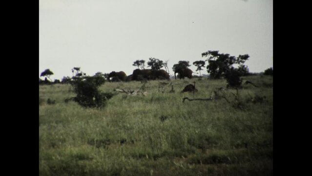 Kenya 1977, Africa savana animals