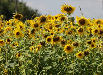 Yellow Sunflowers growing in a field. Natural sunflower background.