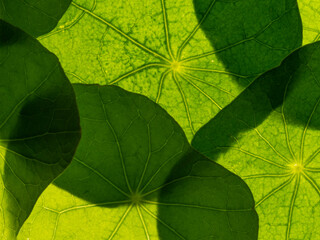 Fototapeta na wymiar green leaf texture close up