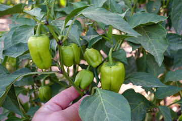 natural and fresh bell pepper in the garden, bell pepper grown in the garden,