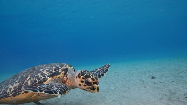 Seascape with Hawksbill Sea Turtle in the coral reef of the Caribbean Sea, Curacao