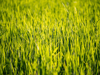 Wide and green paddy field, Taiwan	
