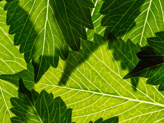 green leaf texture close up