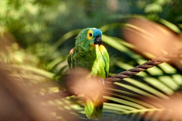 Green parrot with yellow and blue spots perched on a rope between palm leaves