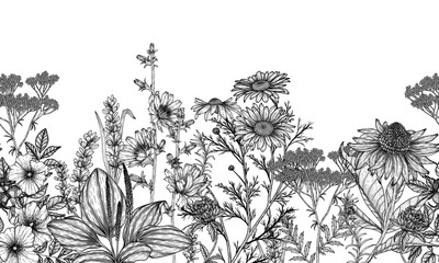 Seamless horizontal pattern garden of medicinal plants in the style of engraving. Linear graphic chamomile, chicory, clover, lavender, plantain, valerian, echinacea, rosehip - obrazy, fototapety, plakaty