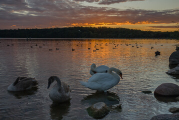 Swan's Sunrise