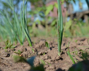 Spring season with flowers.