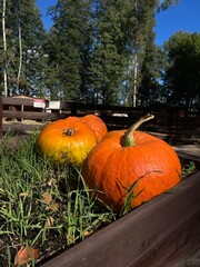 Halloween concept, a composition of orange large pumpkins in a cart