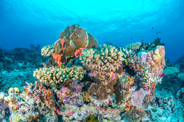 Underwater Reef in Fiji