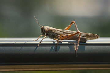 big  grasshopper on the windowsill
