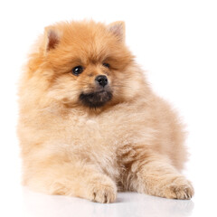 Pomeranian Spitz lies and poses in front of the camera.
