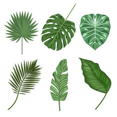 A set of tropical leaves isolated on a white background.Vector illustration can be used in textiles, postcards, cosmetics packages.