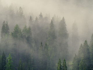 Photo of a forest early in the morning with fog