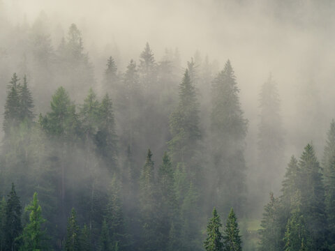 Photo of a forest early in the morning with fog © Matteo Banfi 