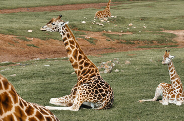 Baby giraffe relaxing on a grass field 
