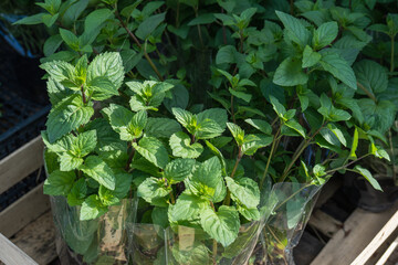 green mint in a wooden box on the counter of a street shop in natural sunlight, sale of potted mint, green Mentha leaves in sunlight, street trade spices and vegetables for cooking © Oleksandr Bochkala