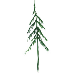Pine tree isolated on a transparent background. Watercolor evergreen plants. Scotch fir illustration. Single tree clipart. Landscape scene objects. Hand-drawn green pine tree illustration.