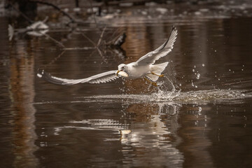 Seagulls fishing in the marsh