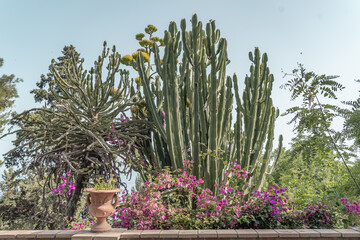 Cacti in Sicily.