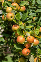 King of the Pippins - Apple 