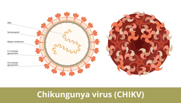 Chikungunya virus (CHIKV). An RNA virus, a member of the family Togaviridae causes Chikungunya infection. Viral cell with RNA strand, glycoproteins, nucleocapsid and bilayer lipid membane.