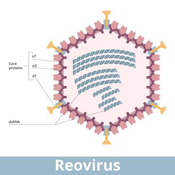 Reovirus. A viral cell of a family of double-stranded RNA viruses. Virion with an icosahedral capsid,  double-stranded RNA, genome segments. Affecting  gastrointestinal system and respiratory tract.
