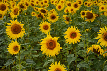 Close-up of sunflowers blooming in late August. High quality photo