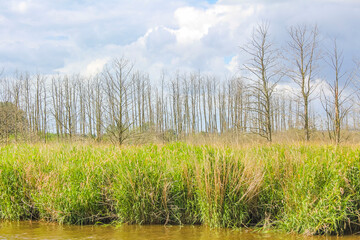 Beautiful natural landscape view panorama forest Oste river water Germany.