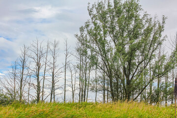 Beautiful natural landscape view panorama forest Oste river water Germany.