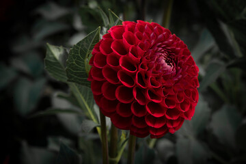 Fototapeta premium Red dahlia close up. Ideal geometry in nature. Floral vertical background for screensavers, postcards, stories. High quality photo
