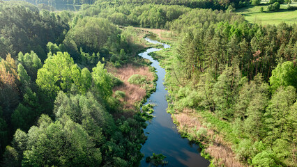 River and green forest at sunrise in spring.