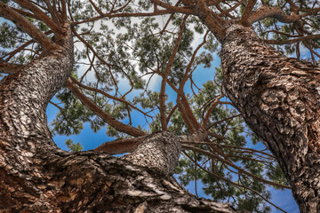 Below View of Coniferous Tree in Europe. Look Up at High Plant in Nature.