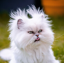 Fototapeta premium portrait of a white persian cat with his tongue out