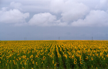 Field with sunflowers in cloudy weather. High quality photo