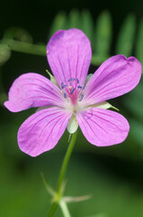 Garden geranium flowers, macro shot
