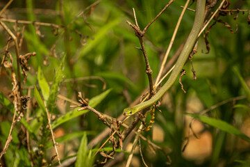 Green snake blends in with the background